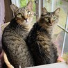 ⑩ステラ　長毛　穏やか　動画でゴロゴロ音を！ サムネイル7