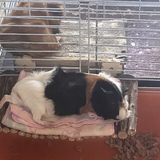 アビシニアンモルモット