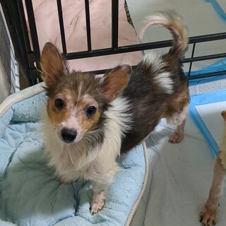 小さなミックス犬 5ヶ月女の子