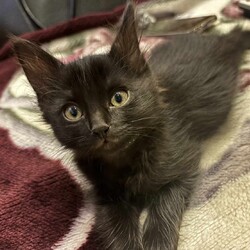 in春日井市☆2会場合わせて40匹～子猫もいる譲渡会☆2024年1月20日（土）～ちーむ にゃいんず