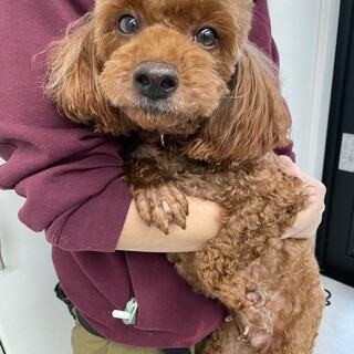 ハッピーちゃん（6歳)トイプードル♀