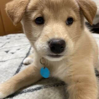 おもち　女の子