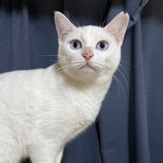 ブルーアイの女の子・白猫ルルちゃん