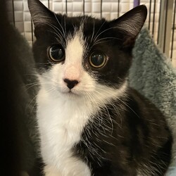 名古屋市緑区猫の譲渡会