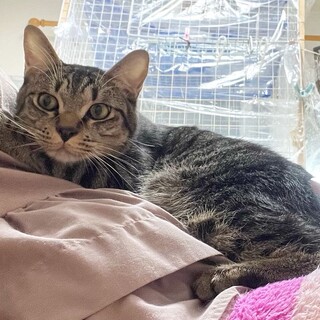 【白血っ子】本当はもっと甘えたいよ、ミューピー