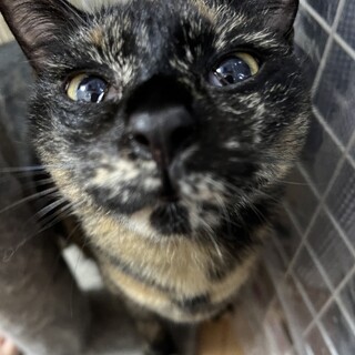 【白血っ子】しゅっとしたびじんさんのフーカです