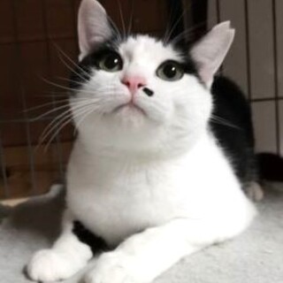 白黒ネオちゃん