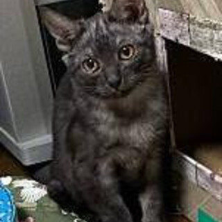 ブラックスモークのひめちゃん