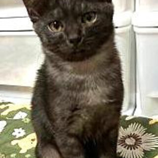 ブラックスモークのゆめちゃん