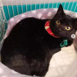 くろねこルナちゃん