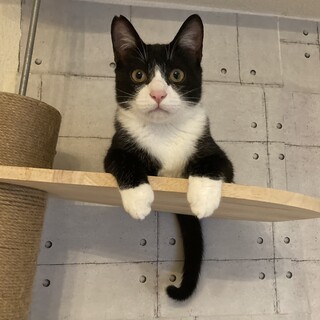 わんぱくキングのハチオ４ケ月