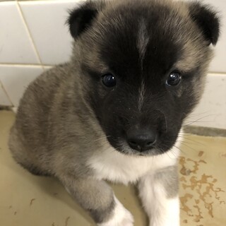 緊急！子犬が収容されています！