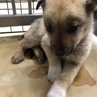 緊急！子犬が収容されています！