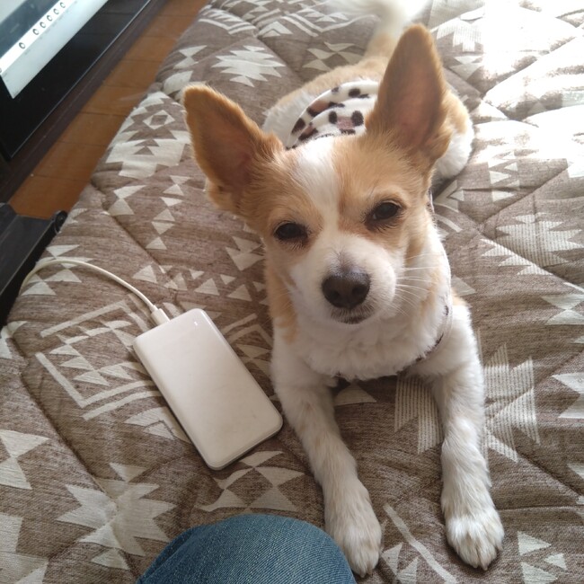 チャダのカバー写真