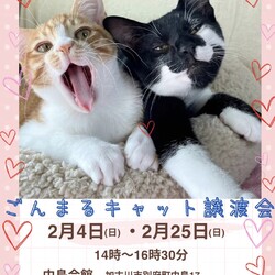ごんまるキャット猫の譲渡会
