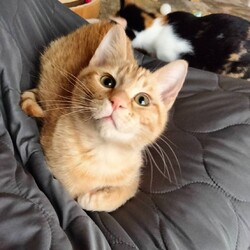 ごんまるキャット猫の譲渡会 サムネイル2