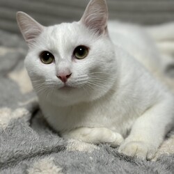 ごんまるキャット猫の譲渡会 サムネイル3