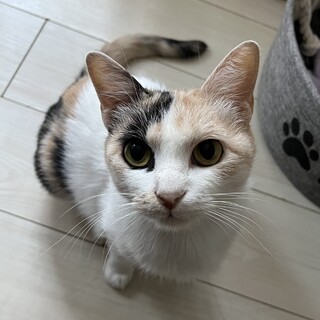 おとなしく穏やか、手がかからない美猫さん