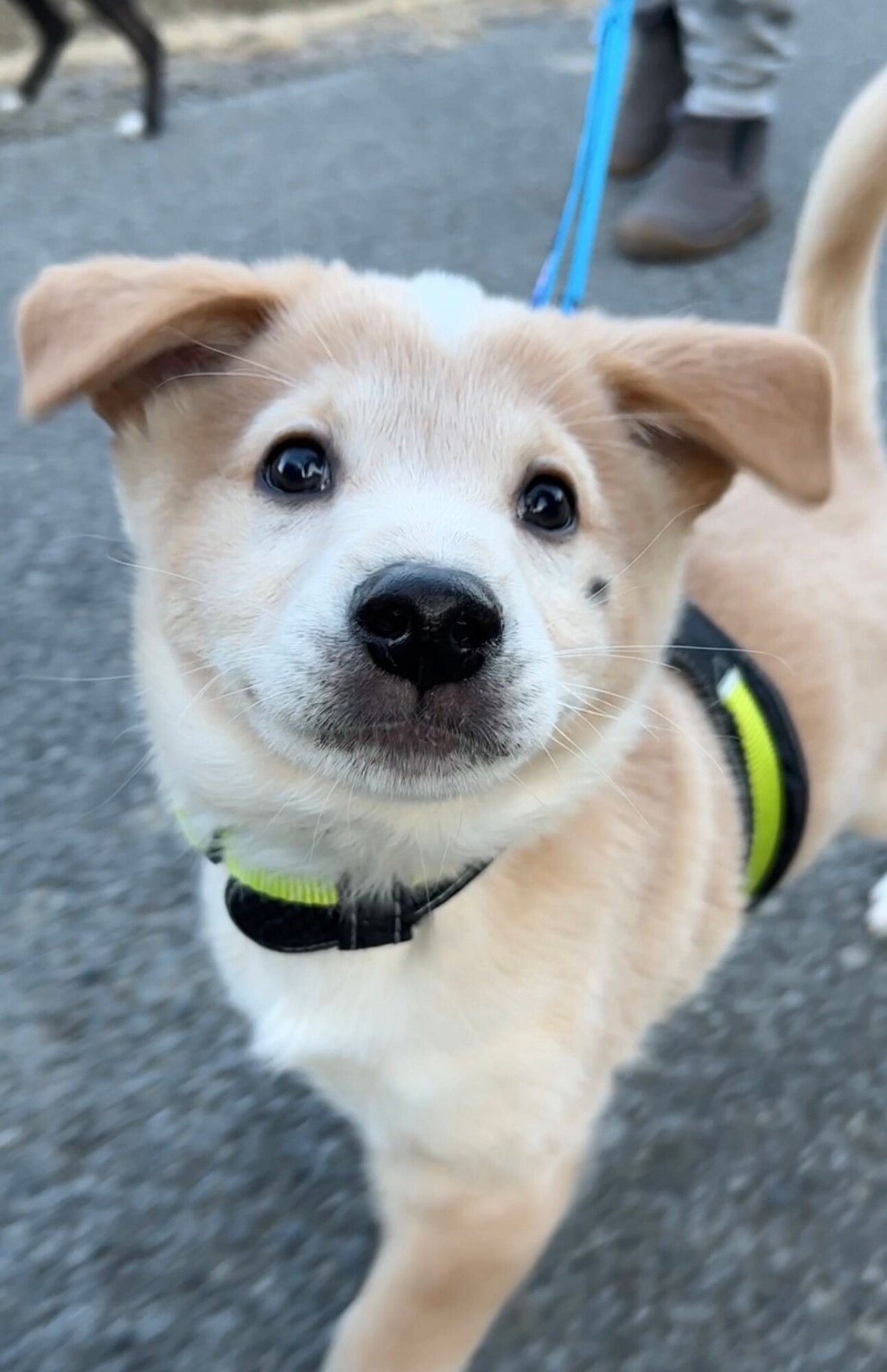 犬 の ほくろ