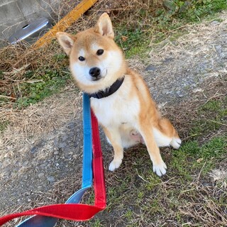 応募者多数のため一旦停止 はやぶさくん