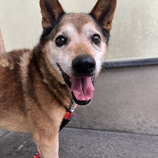 だいず　♂　MIX