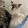 【ダブルキャリア】長毛のびじんさんながれぼし
