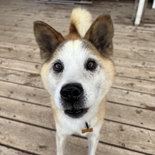 おいも　♂　MIX