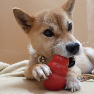 とても賢くておもちゃ大好きな女の子