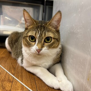 美人なキジ白　ミル姉さん♀