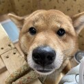 3歳　とにかくキュートな女の子