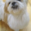 12才のシーズーちゃん