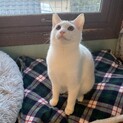 控えめに甘えるイケメン男子