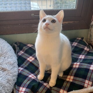 控えめに甘えるイケメン男子