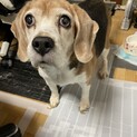どうかお願い致します！