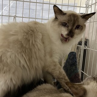 【ダブルキャリア】長毛のびじんさんながれぼし