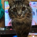 遊ぶの大好き！長毛ニャン♡キンティ