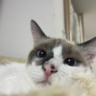 シャム猫風　ブルーアイの元気な男の子！