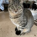 ふわふわ毛の甘えんぼ茶トラくん