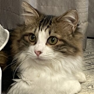 【3/10芝浦】穏やかゴージャスもふもふフラフくん