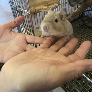 2022年3月産まれの女の子のデグー2匹です