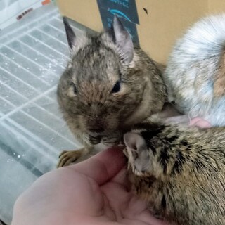 デグー　オス　R5.05生まれ