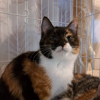 穏やかで初心者向け三毛ちゃん4か月