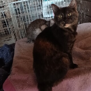 飼主センター持込、ずっとのおうちを探してます！