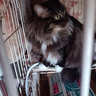 センター引出し、人懐い長毛4才の女の子