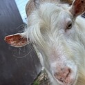 残されたヤギの里親様募集