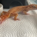 凛々しいお顔のレオパの男の子(モルフ不明)