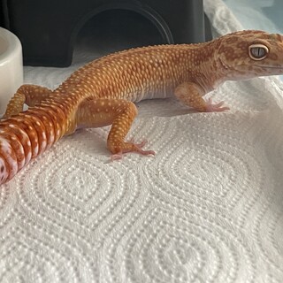 凛々しいお顔のレオパの男の子(モルフ不明)