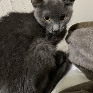 ロシアンブルーみたい！生後半年の美人ミノちゃん