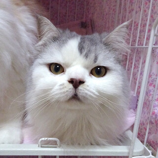 おだやか♪長毛スコティッシュ★ポコくん ２歳