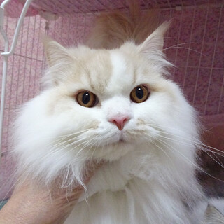 おだやか♪長毛スコティッシュ★ライトくん ２歳